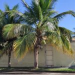 Mosconni Imobiliária