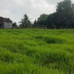 Mosconni Imobiliária